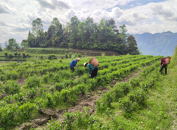 德赢VWIN党委开展“正德善行 助力脱贫” 爱心公益活动(图4)